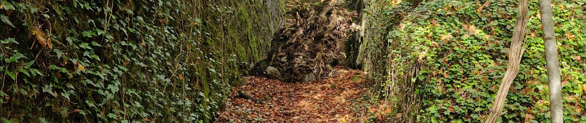 Tocht Stappen Hotton - Ny à travers bois et chemins de campagne - Photo