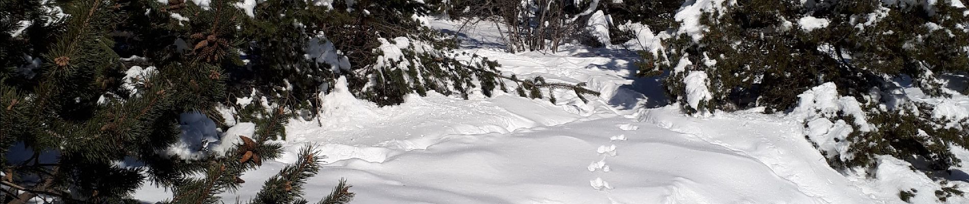 Trail Snowshoes Saint-Étienne-les-Orgues - 210108lure - Photo