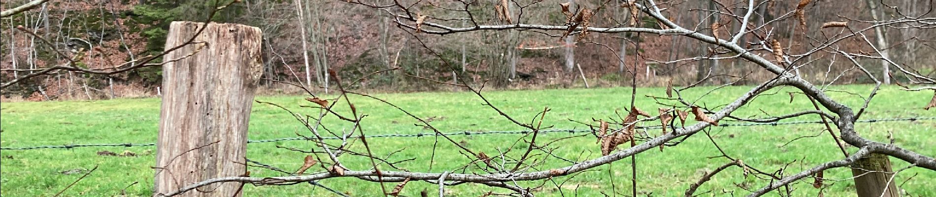 Tour Wandern Lierneux - Bouclette de Trou de Bra - Photo