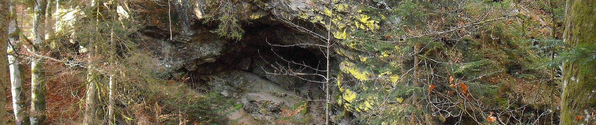 Tour Zu Fuß Todtmoos - Lebküchlerweg Todtmoos - Photo