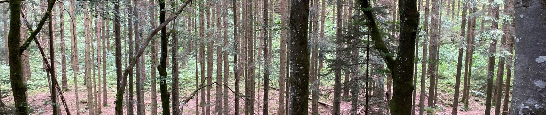 Tocht Stappen Sankt Vith - McKennenbah - Photo