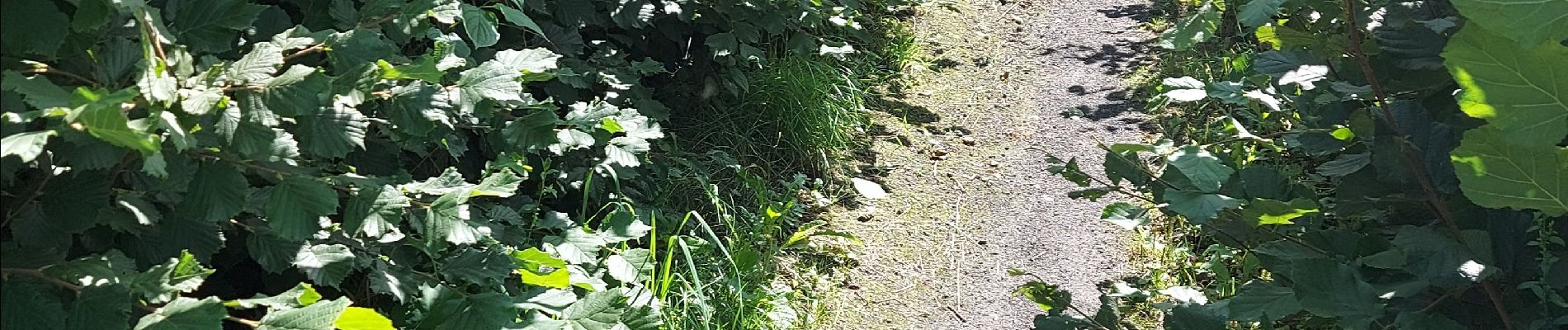 Tocht Stappen Court-Saint-Étienne - Dans le bois Sainte Catherine... - Photo