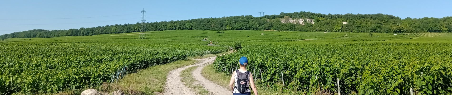 Trail Walking Blancs-Coteaux - Vertus du 25-06-2023 - Photo