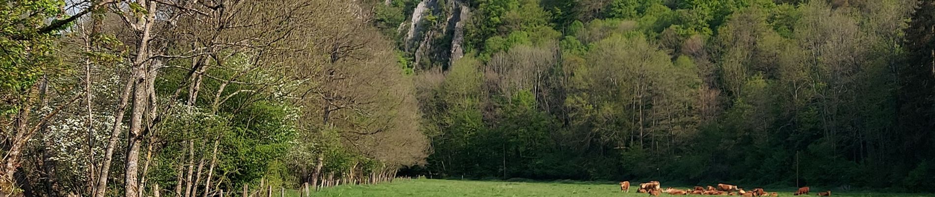 Tocht Stappen Ferrières - Sy 030522 - Photo