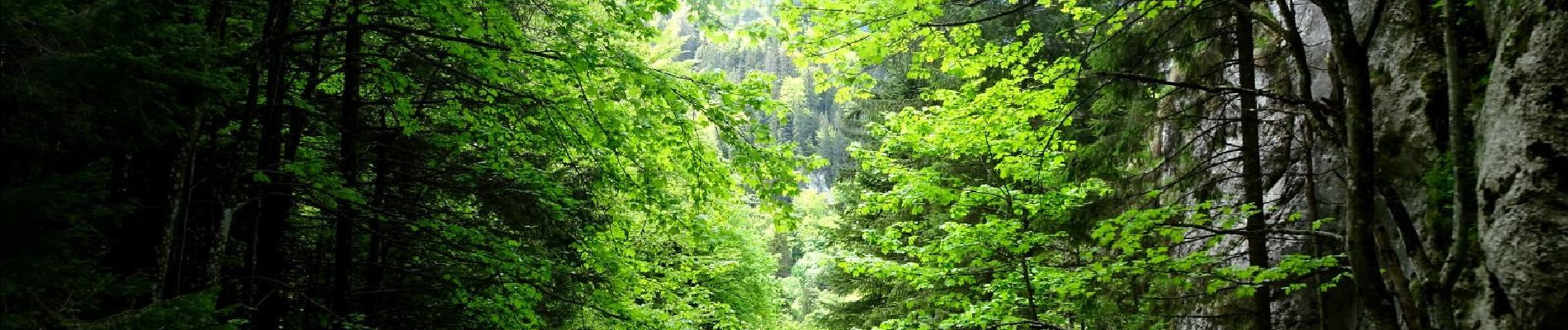 Tocht Te voet Unknown - Dâmbul Morii - Poteca Țiganilor - spre Peștera de Gheață - Photo