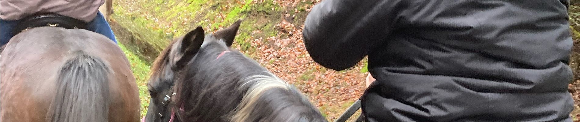 Trail Horseback riding Moyenmoutier - Christophe yoigo malfosse  - Photo