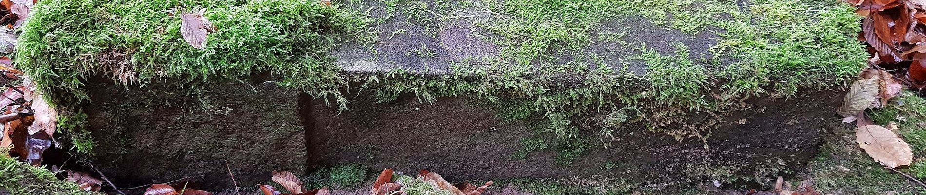 Excursión A pie Böblingen - DE-SAV Blauer Punkt, Böblingen Lange Schläge - Katzenbacher Hof - Büsnau - Photo