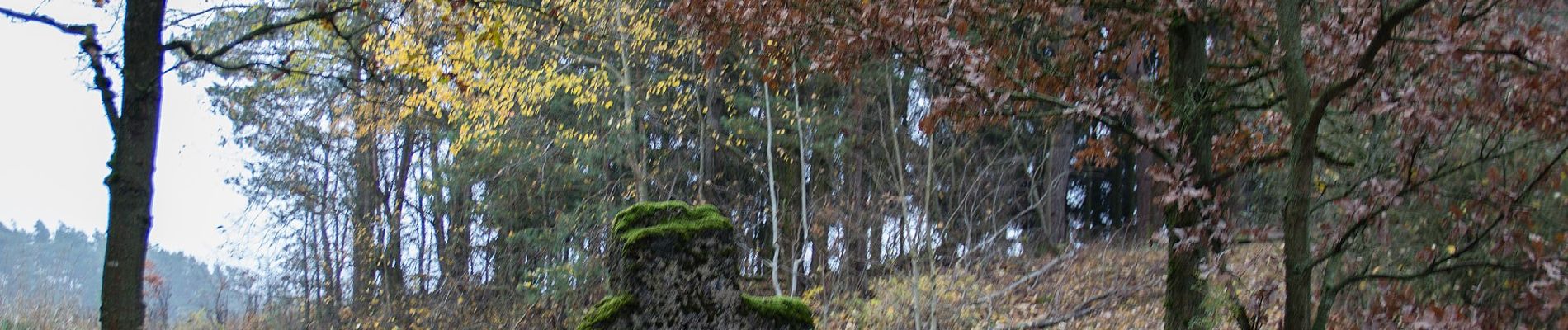 Tour Zu Fuß Pyrbaum - Rothenbühl-Weg - Photo