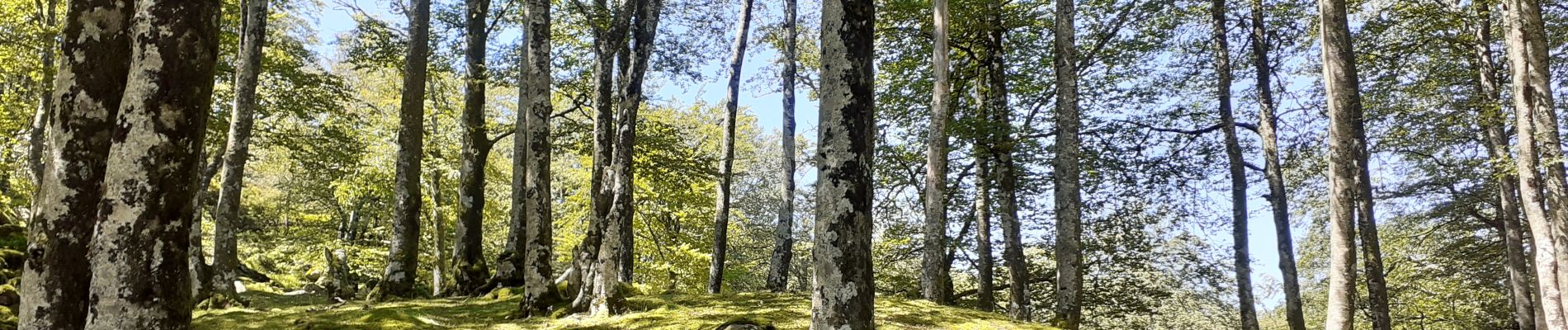 Trail Walking Erro - ARGINTZU - KINTOA BORDA DEPUIS URKIAGA - Photo