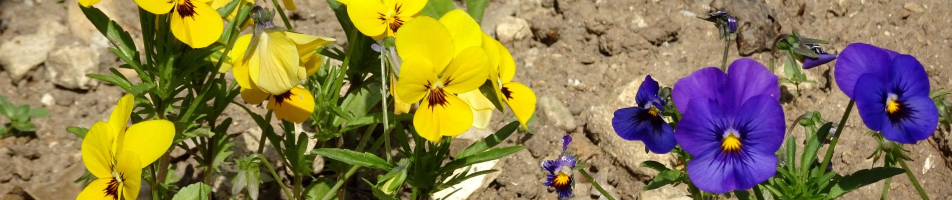 Tour Wandern La Chapelle-Longueville - Saint-Just - Photo