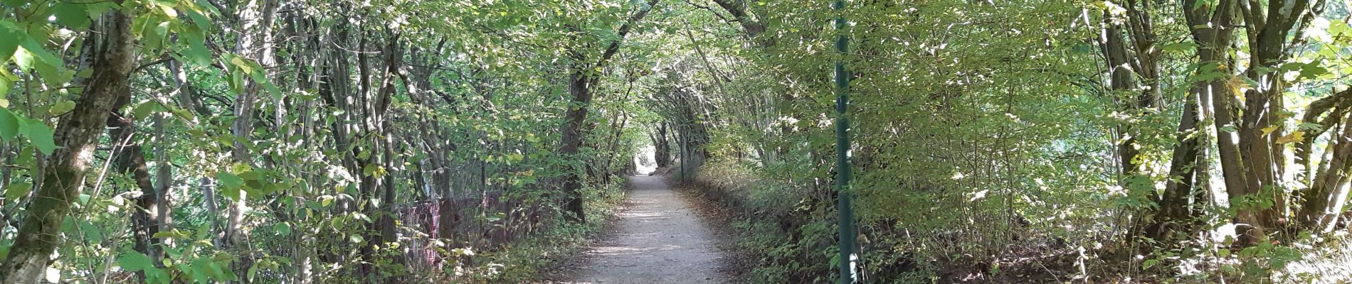 Tocht Stappen Bütgenbach - butchenbach tour du lac - Photo