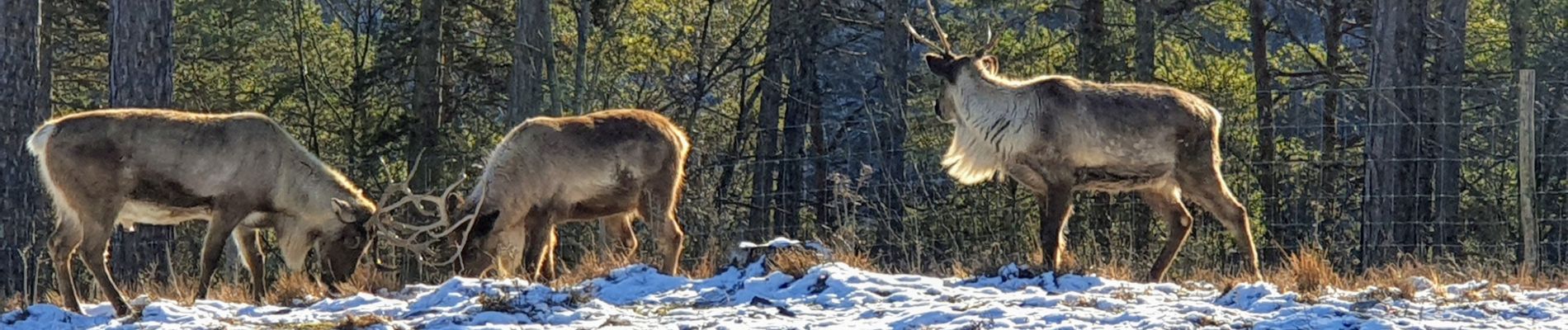 Tour Wandern Rochefort - Parc Animalier de Han - Photo