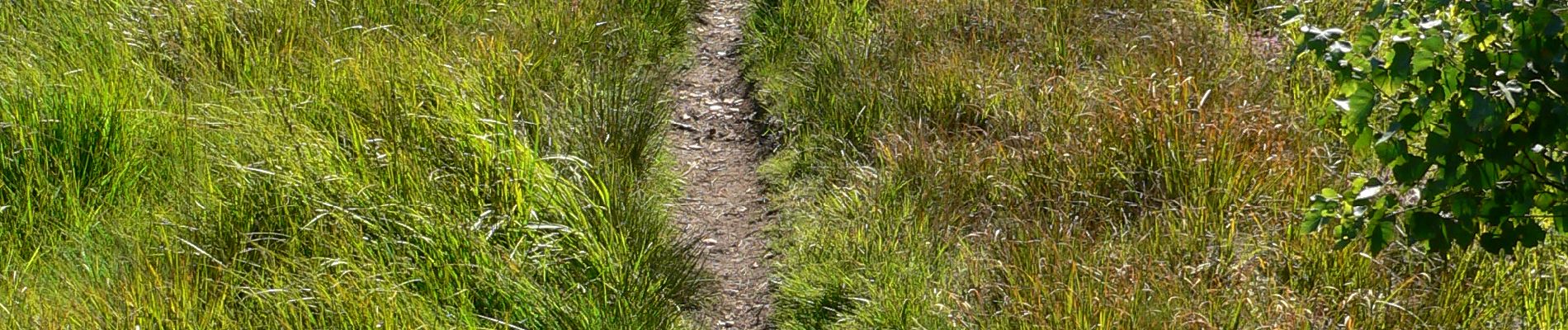 Trail Walking Malmedy - Les fagnes en été - Photo