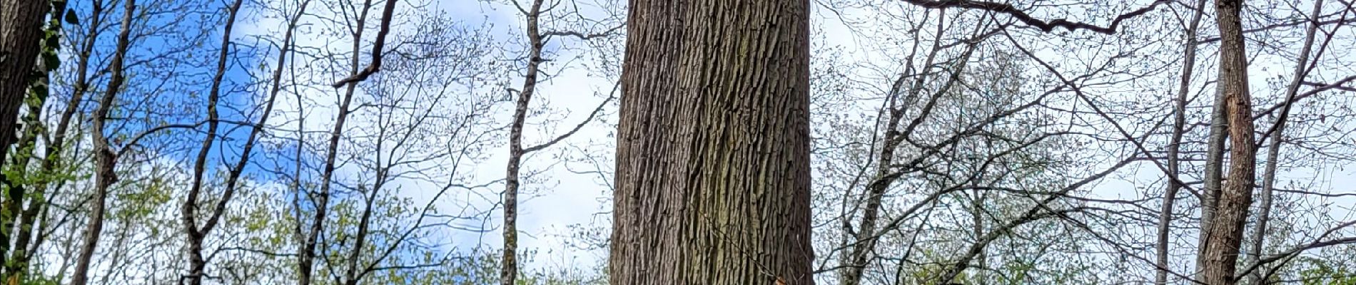 Tour Wandern Fontainebleau - Table du roi - 19 km - Photo