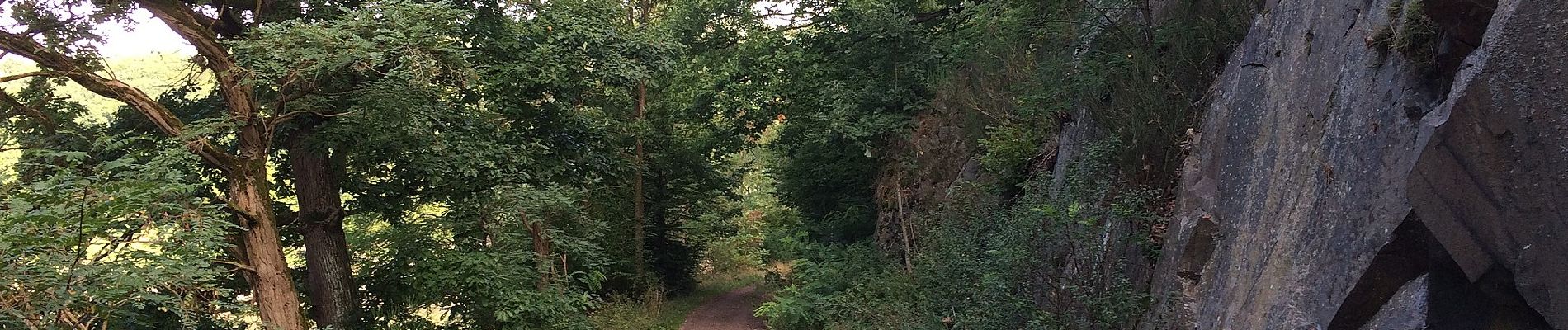 Tour Zu Fuß Edertal - Nationalparkrundweg Bloßenberg-Route - Photo