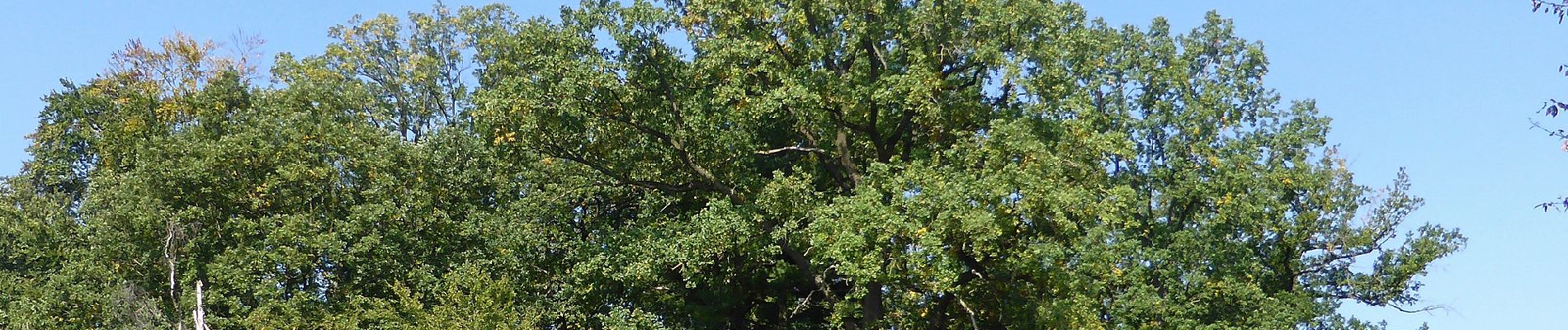 Tocht Te voet Voigtsdahlum - Elm Rundwanderweg 8 - Photo