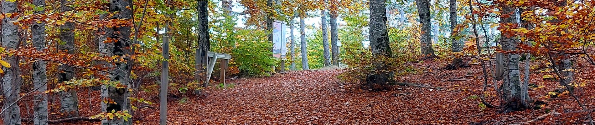 Tour Wandern Aurel - Couleurs d'automne au Ventouret - Photo