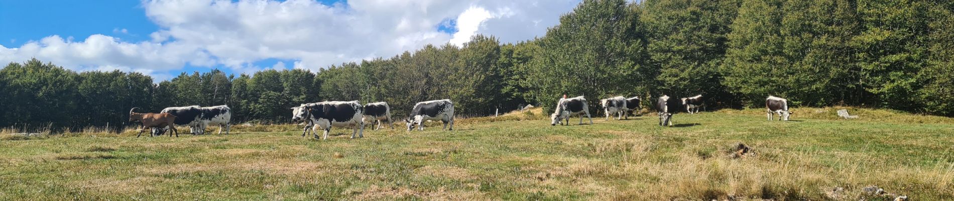 Trail Walking La Bresse - 3 lacs : lac de la Lande, de Blanchemer et d l'Altenweiher - Photo