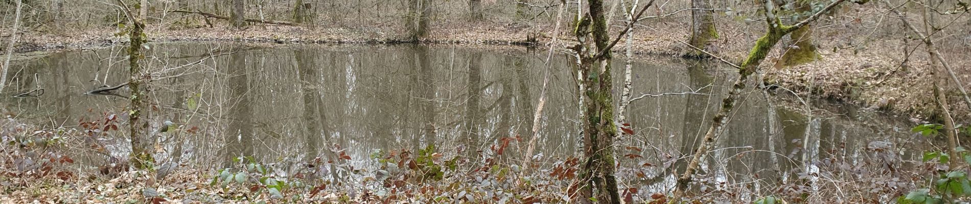 Randonnée Marche Javernant - Javernant 8.3km réel - Photo