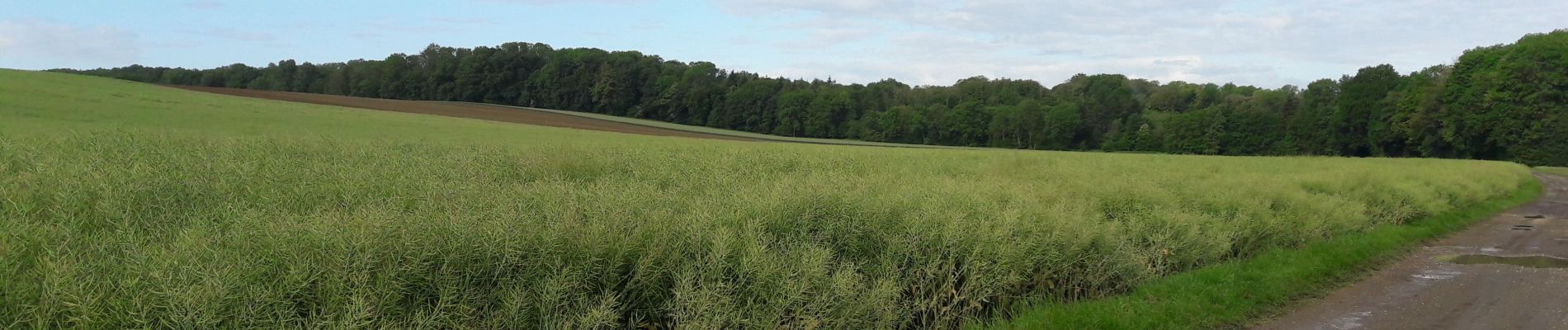 Randonnée Marche Heimsbrunn - 2020.05.28.Heimsbrunn et  - Photo