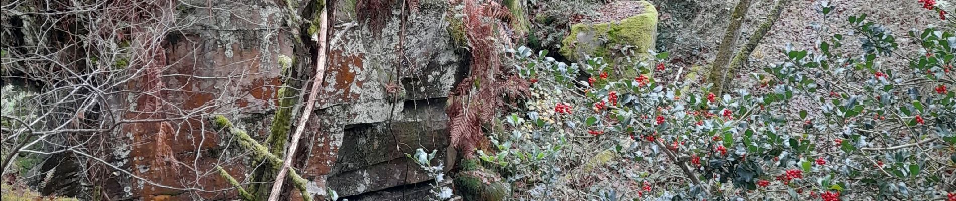 Trail Walking Fontainebleau - test  - Photo