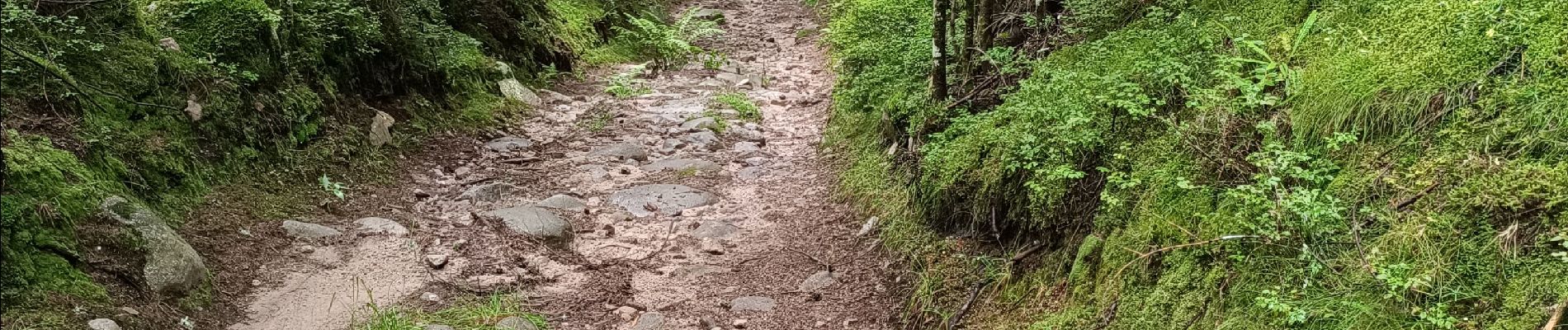 Tour Wandern Gerdsee - le circuit des xettes Gérardmer 07/08/23 - Photo