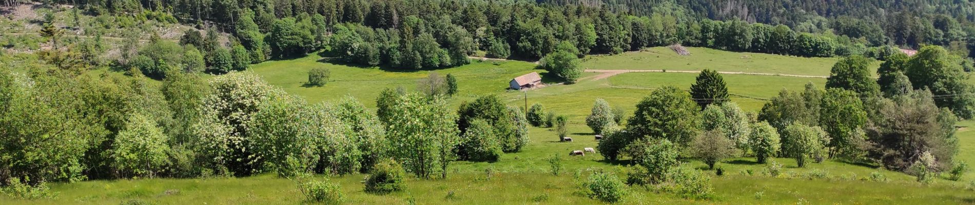 Tocht Stappen Oberbruck - Oberbruck. Cresson  - Photo