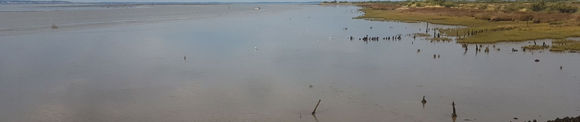 Tocht Stappen Audenge - Audenge - Tour du domaine de Graveyron - Photo