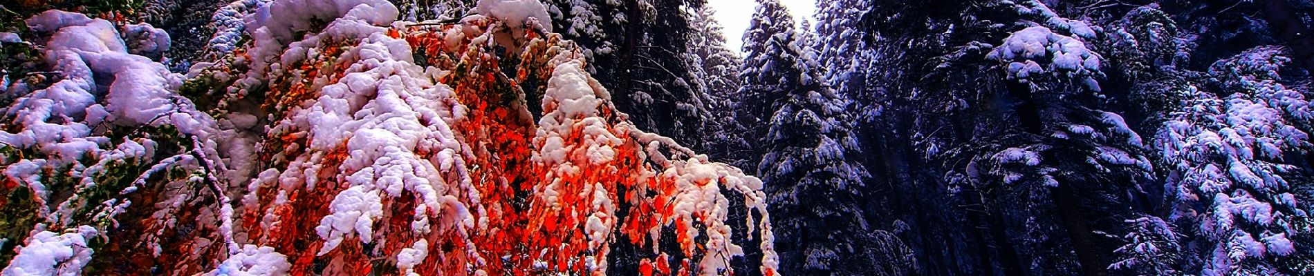 Tocht Te voet Unknown - Cabana M. Roșu - Șaua Gropșoarele - Curmătura Stânii - Photo