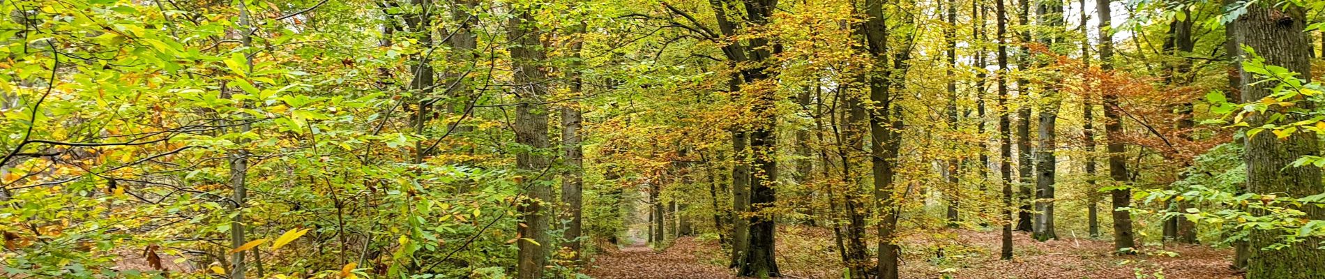 Tour Wandern Chaumont-Gistoux - Chaumont-Gistoux - Photo