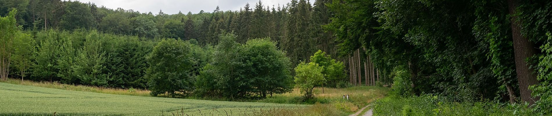 Tocht Te voet Beverungen - Weserhöhen-Wanderung 