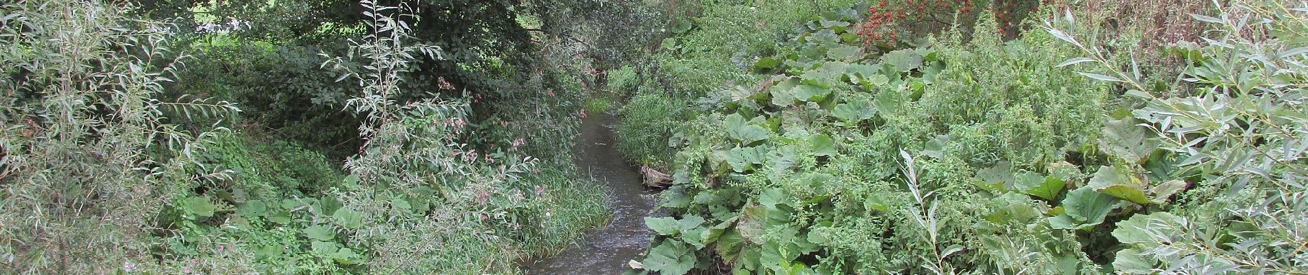 Tour Zu Fuß Zierenberg - Zierenberg, Z2 - Mühlenweg - Photo