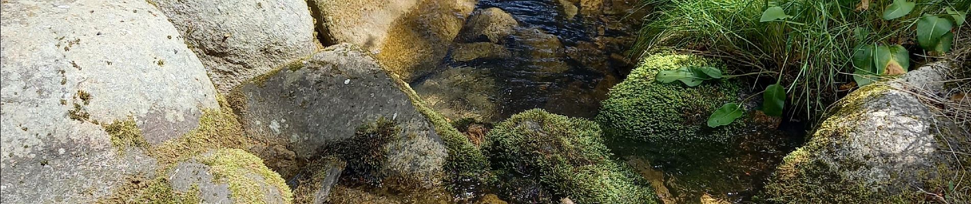 Tour Wandern Pont de Montvert - Sud Mont Lozère - Finiels/ sommet / station du Bleymard en boucle - Photo