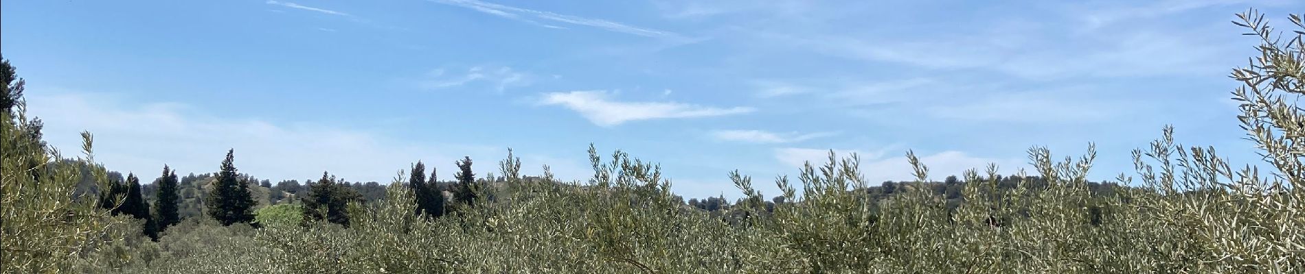 Tocht Stappen Les Baux-de-Provence - Huilerie, Vin, les baux de Provence, avec Château - Photo