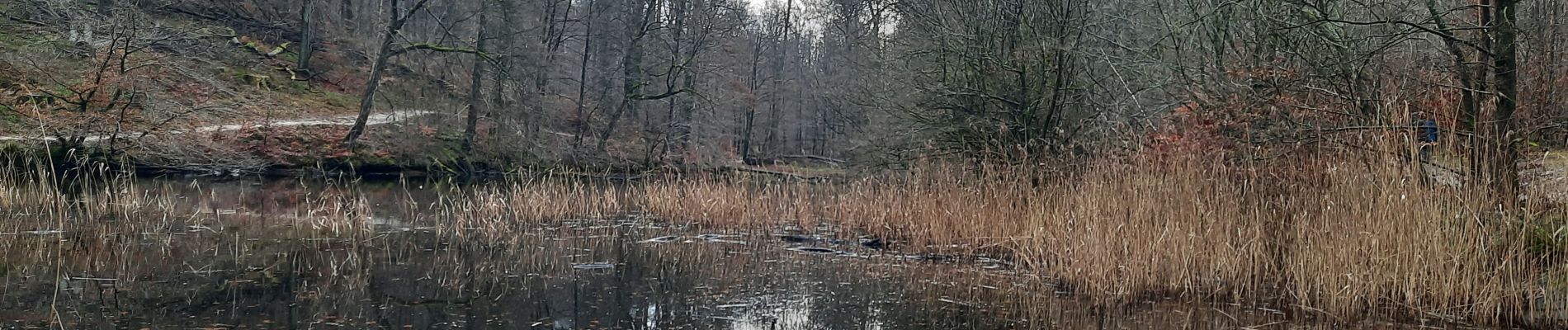 Trail Walking Watermael-Boitsfort - Watermaal-Bosvoorde - Forêt de Soignes - Photo