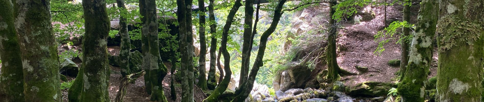 Tocht Stappen Mandagout - Cap de coté cascade Orgon - Photo