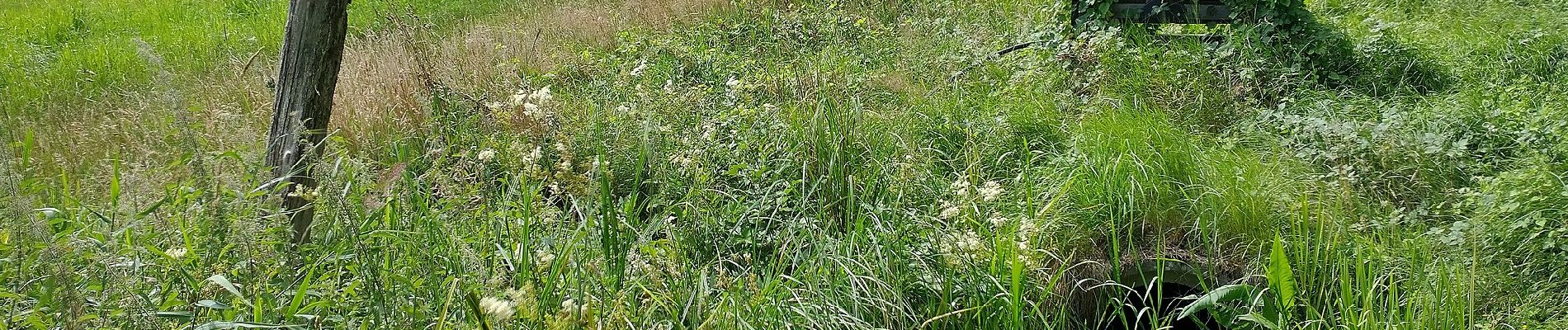 Tocht Te voet Onbekend - Müggel-Spree-Weg - Photo