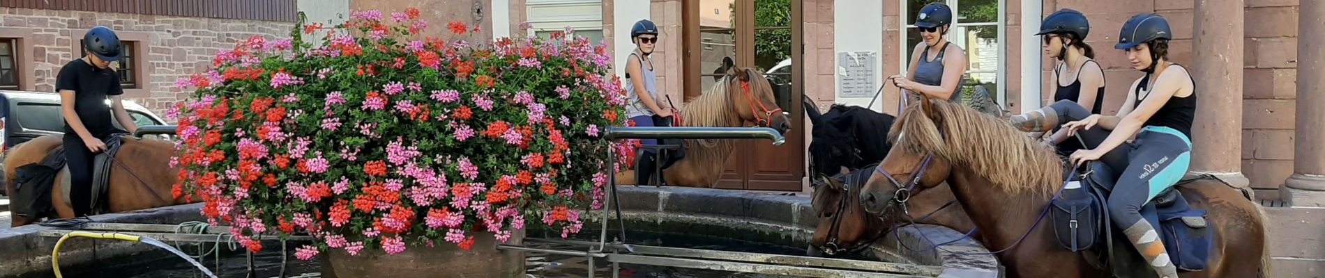 Percorso Equitazione Bergheim - Ribeauvillé-Orbey - Photo