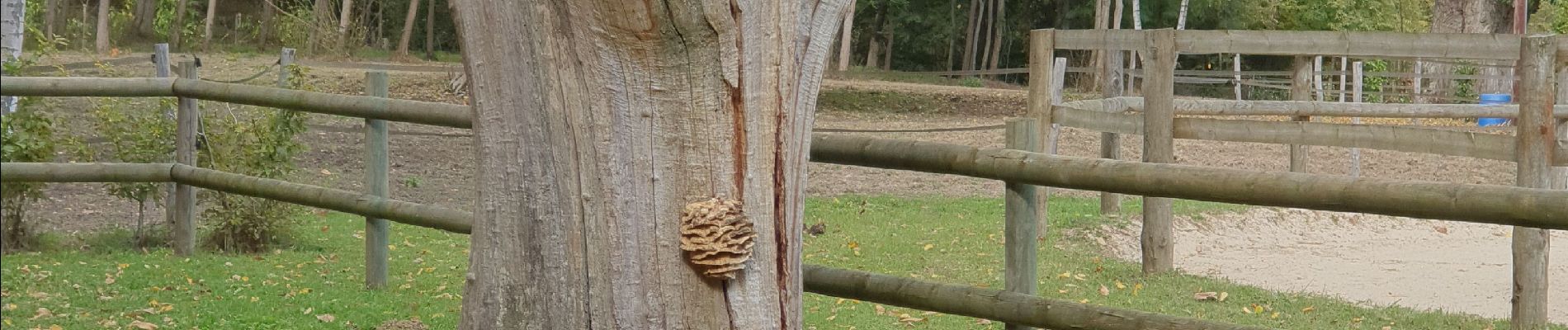 Randonnée Marche Pecqueuse - Rumba à Villevert - Photo