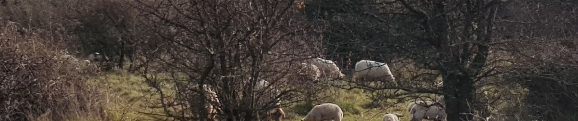 Excursión Marcha nórdica Le Puech - Les Vailhés - Laulo- L'Auverne 15 Février 2023 - Photo