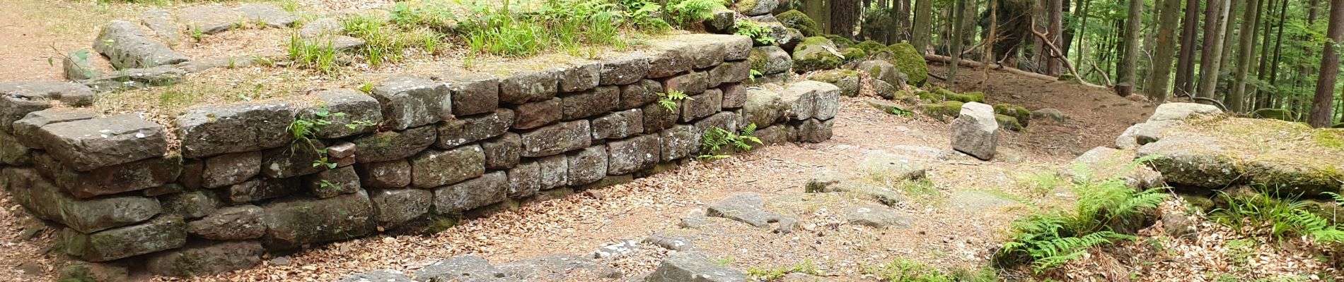 Tour Wandern Ottrott - Le circuit nord et sud du Mur Païen - Photo