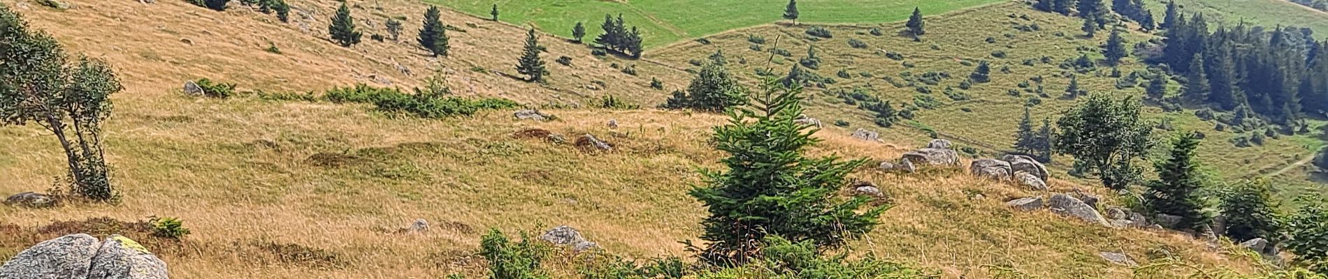 Excursión Senderismo Luttenbach-près-Munster - Petit Ballon - Steinberg en boucle - Photo