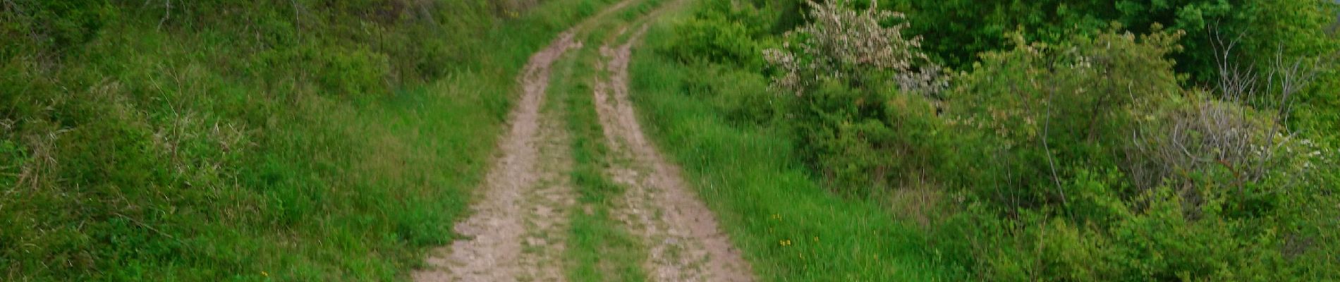 Percorso Equitazione Clémensat - Clémensat, Lavelle et le tour du puy Lavelle  - Photo