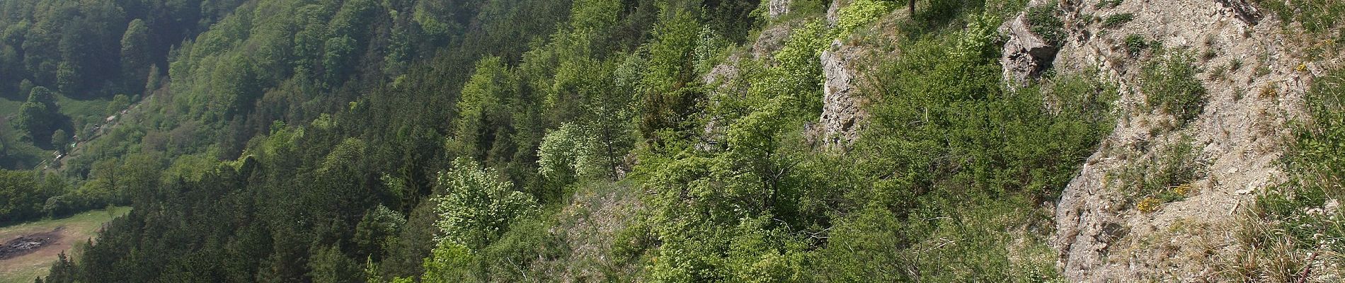 Percorso A piedi Treffurt - Adolfsburgstieg - Photo