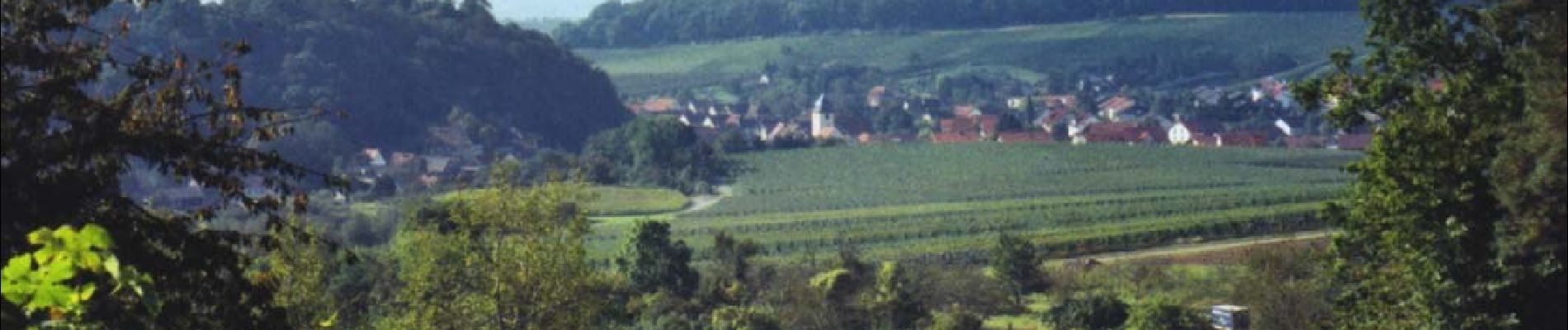 Randonnée A pied Eppingen - KR1 Weinwanderung am Heuchelberg - Photo
