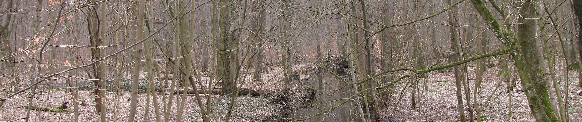 Randonnée A pied Inconnu - Grüngürtelwanderweg - Photo