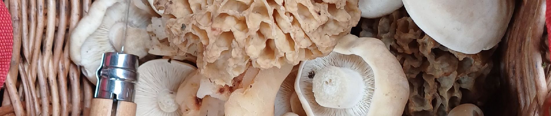 Percorso Marcia Gex - morilles et st georges - Photo