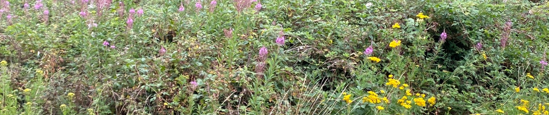 Percorso Corsa a piedi Gerpinnes - Fromiée Hanzinelle Morialmé  - Photo