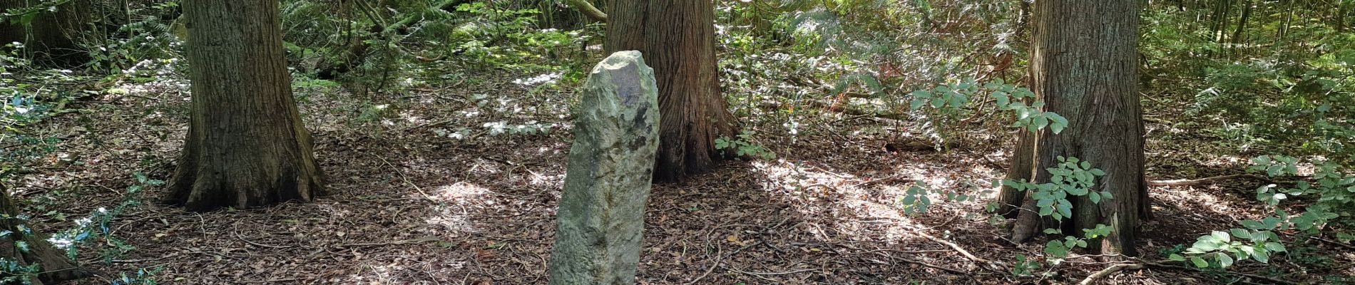 Tour Wandern Crécy-en-Ponthieu - Forêt de Crécy-en-Ponthieu - Photo