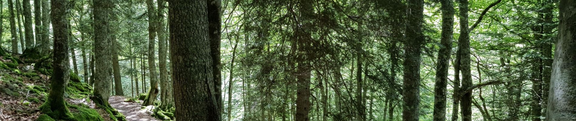 Trail Walking Estaing - Ruines de Lientrans - Photo